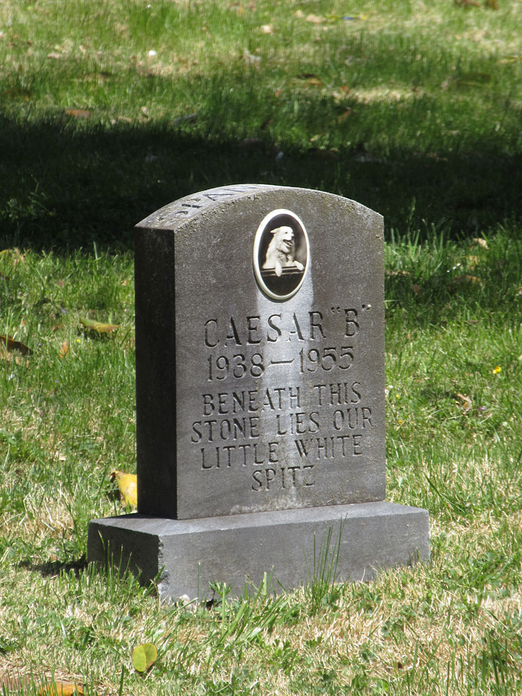 Caesar "B" 1938-1955 Beneath this stone lies our little white Spitz. (May 2018)