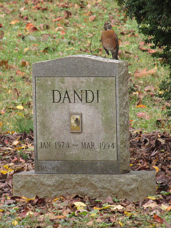Dandi - Jan. 1974 - Mar. 1994. (November 2017)