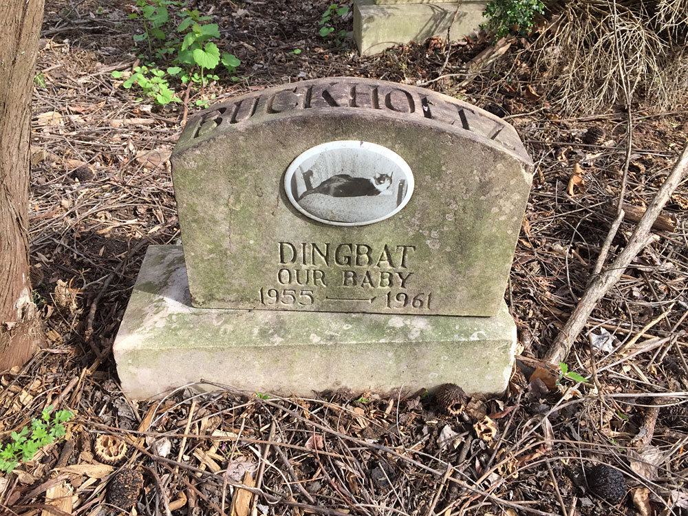 Dingbat - Our Baby 1955-1961. (April 2018)