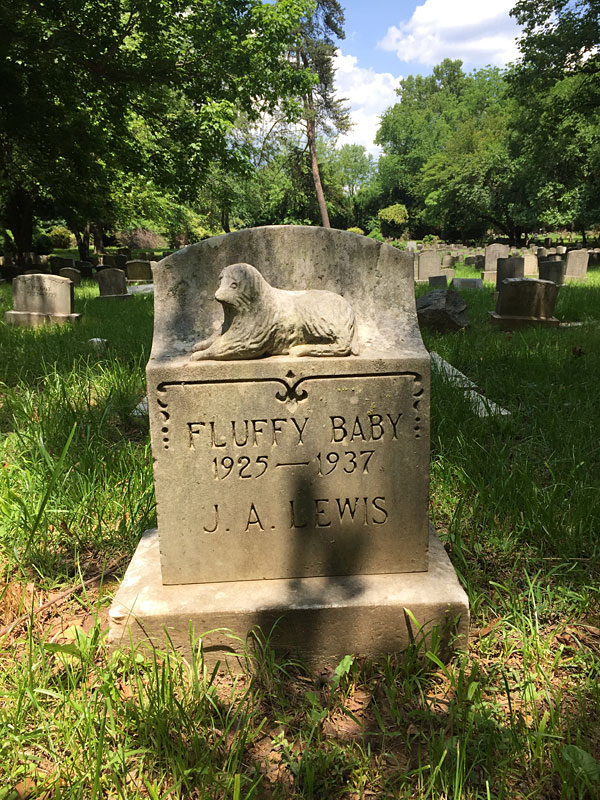 Fluffy Baby 1925-1937 J. A. Lewis. (May 2018)