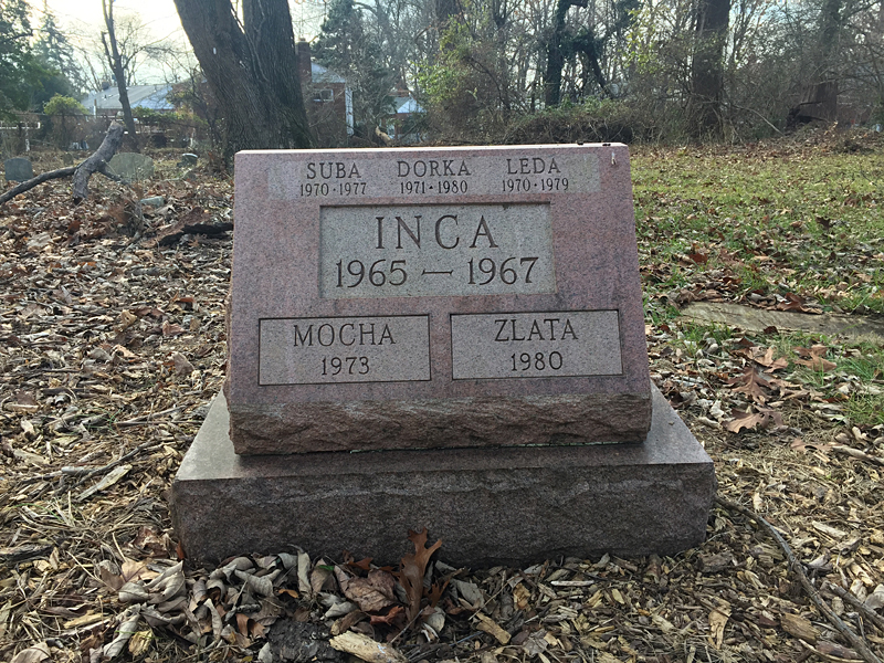 Inca 1965-67 Suba 1970-1977 Dorka 1971-1980 Leda 1970-1979 Mocha 1973 Zlata 1980. (December 2018)
