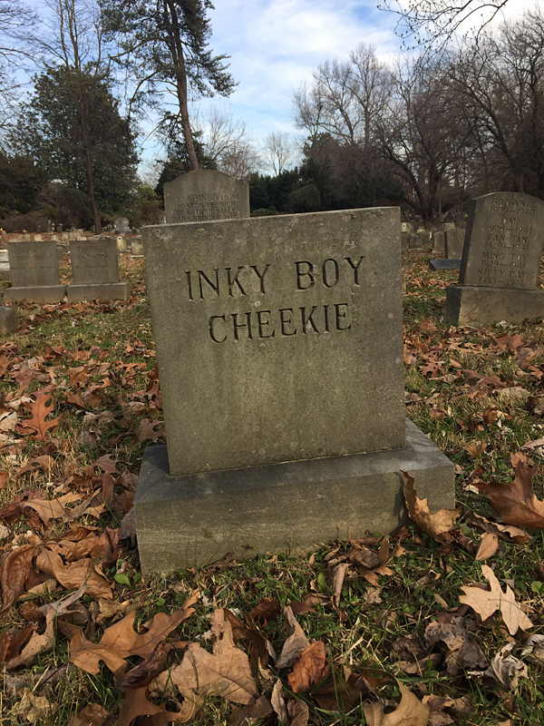 Inky Boy and Cheeky. (December 2018)