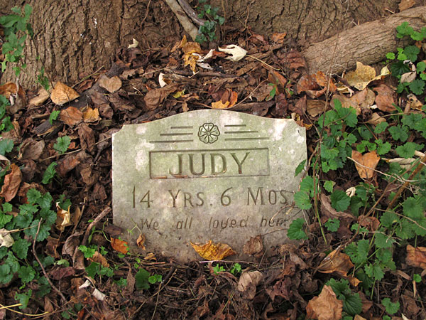 Judy 14 Yrs. 6 mos. We all loved her. (November 2013)
