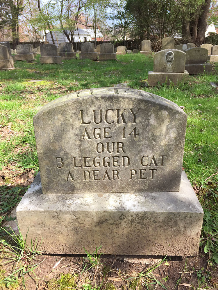 Lucky - Age 14 - Our 3 Legged Cat - A Dear Pet. (April 2018)