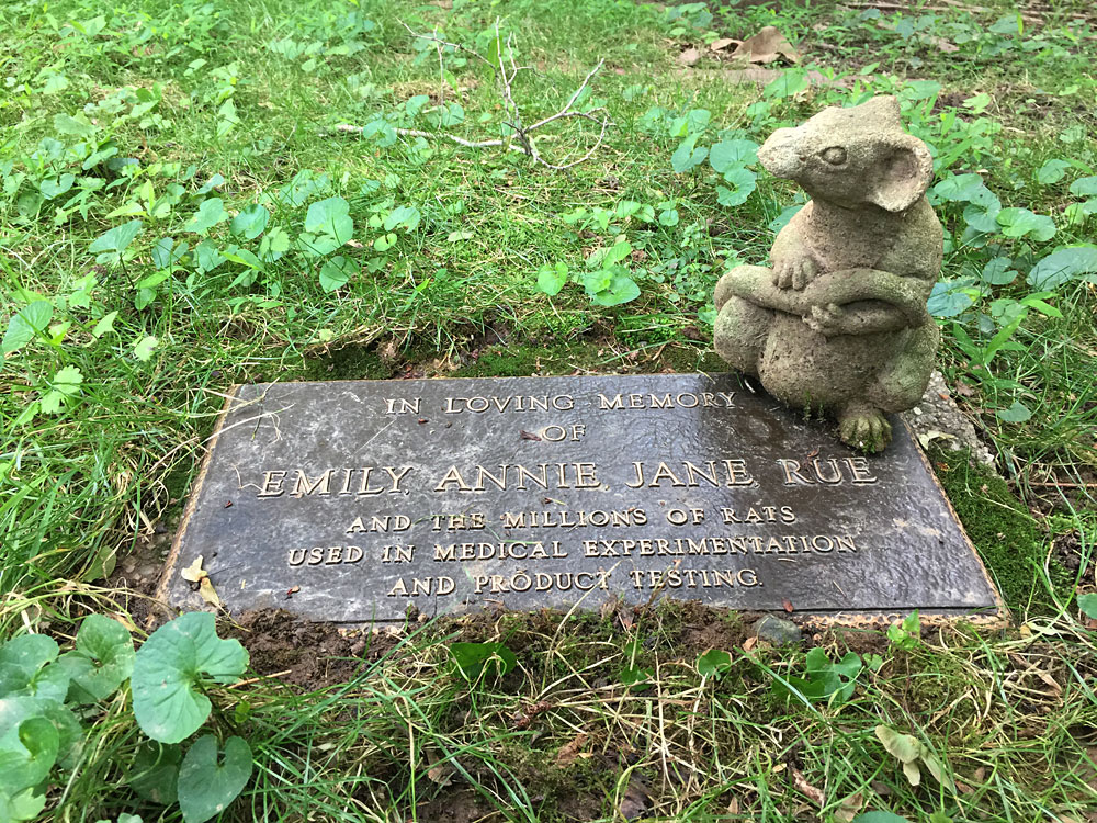 In Loving Memory of Emily, Anne, Jane, Rue and the millions of rats used in medical experimentation and product testing. (July 2018)
