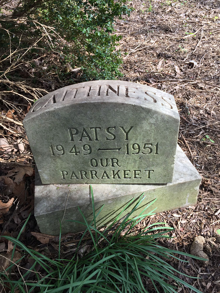 Patsy 1949-1951 our Parrakeet. (April 2018)
