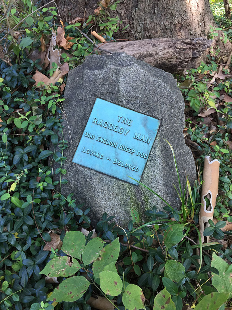 The Raggedy Man - Old English Sheep Dog. Loving - Beloved. (September 2017)