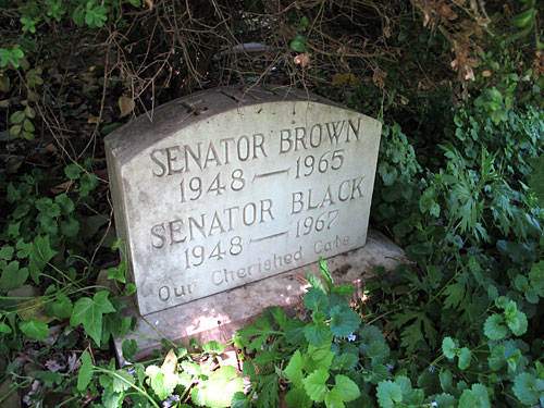Senator Brown 1948-1965 Senator Black 1948-1967 Our Cherished Cats. (May 2013)