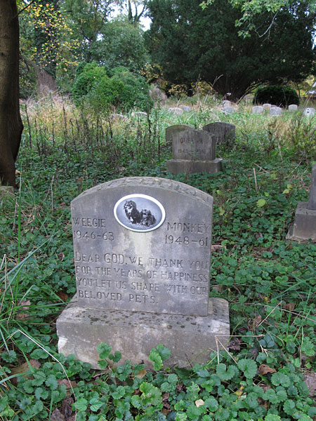 Weegie 1946-63 Monkey 1948-1951 Dear GOD, we thank you for the years of happiness you let us share with our beloved pets. (November 2013)