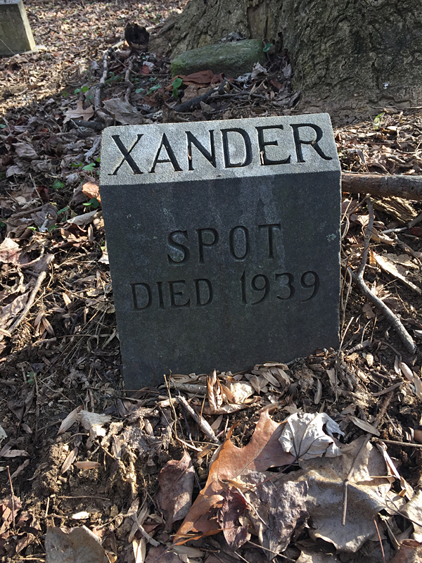 Spot - Died 1939. [XANDER] (December 2018)