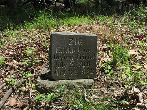 ZIG - Faithful and loving friend - July 2, 1916-Oct. 30, 1922. (May 2013)